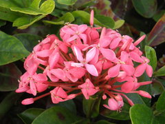 Ixora