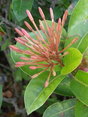 Ixora
