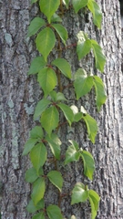 Parthenocissus quinquefolia
