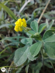 Medicago