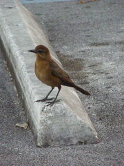Quiscalus major