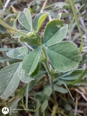 Medicago