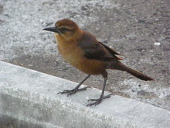 Quiscalus major