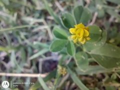 Medicago