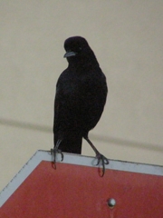 Quiscalus major