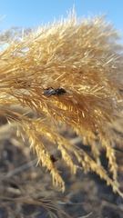 Bibio xanthopus