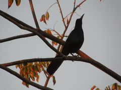 Quiscalus major