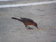 Quiscalus major