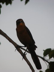 Quiscalus major