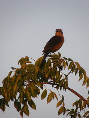 Quiscalus major