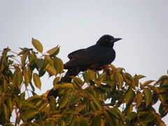 Quiscalus major