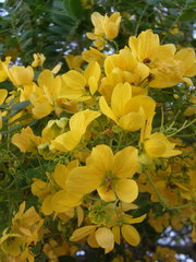 Senna surattensis
