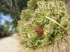 Graphosoma semipunctatum