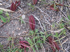 Desmanthus acuminatus