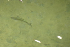 Squalius cephalus