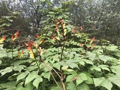 Ipomoea lobata