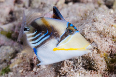 White-Banded Triggerfish photo 2