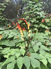 Ipomoea lobata