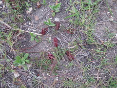 Desmanthus acuminatus