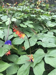 Ipomoea lobata