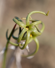 Tristagma ameghinoi
