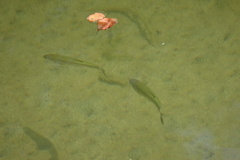 Squalius cephalus