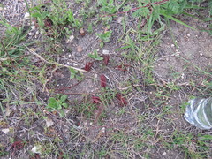 Desmanthus acuminatus