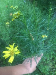 Ericameria linearifolia