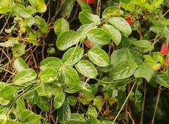 Cynanchum obtusifolium