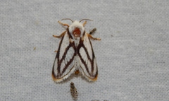 Parapluda invitabilis