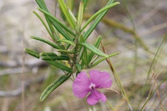 Podalyria oleifolia