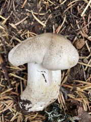 Tricholoma pardinum