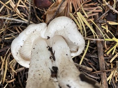 Tricholoma pardinum