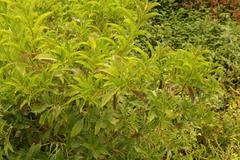 Cestrum laevigatum