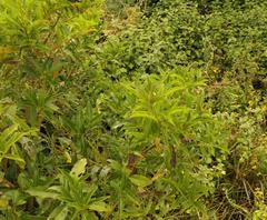 Cestrum laevigatum