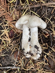 Tricholoma pardinum
