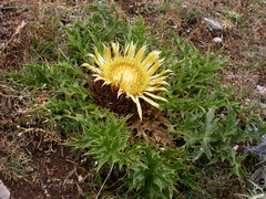 Carlina acanthifolia