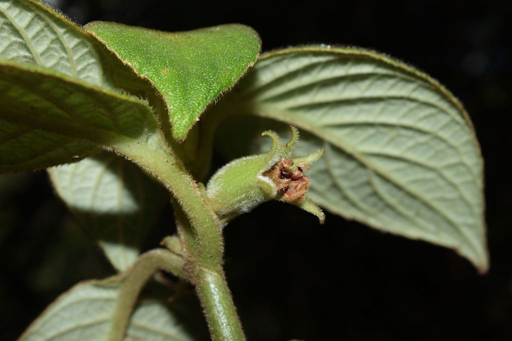 Cyrtandra kealiae