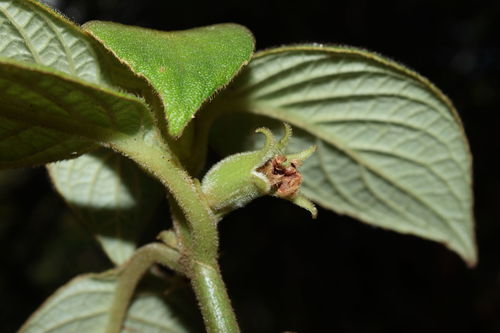 Limahuli cyrtandra (Cyrtandra limahuliensis)