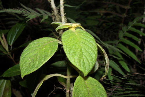 Cyrtandra kealiae