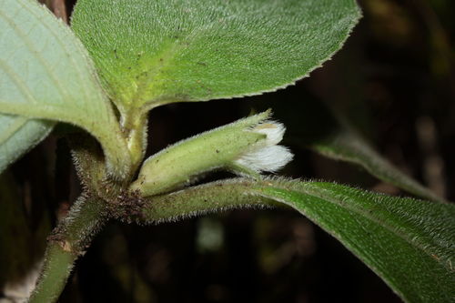 Cyrtandra kealiae