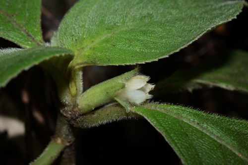 Cyrtandra kealiae