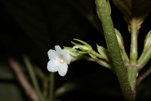 Cyrtandra kohalae