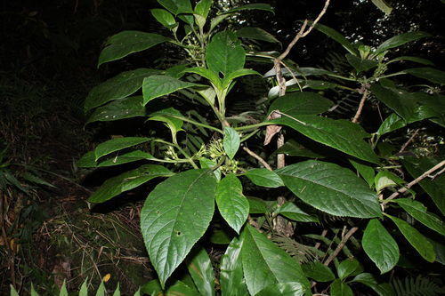 Cyrtandra kohalae