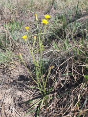Crepis hypochaeridea
