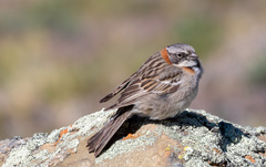 Zonotrichia capensis australis