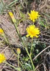 Crepis hypochaeridea
