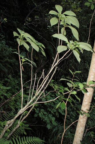 Cyrtandra kohalae observed 2009-12-16