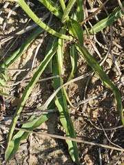 Crepis hypochaeridea