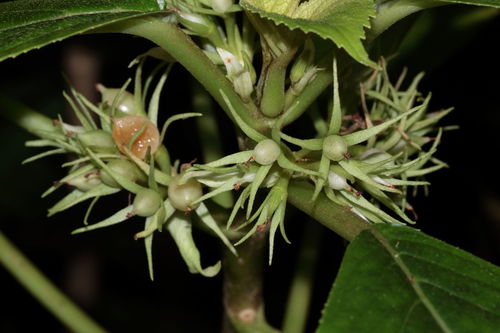 Kohala Mountain cyrtandra (Cyrtandra kohalae)